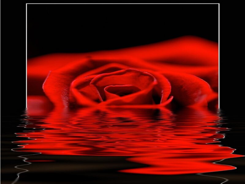 Red rose reflection in water