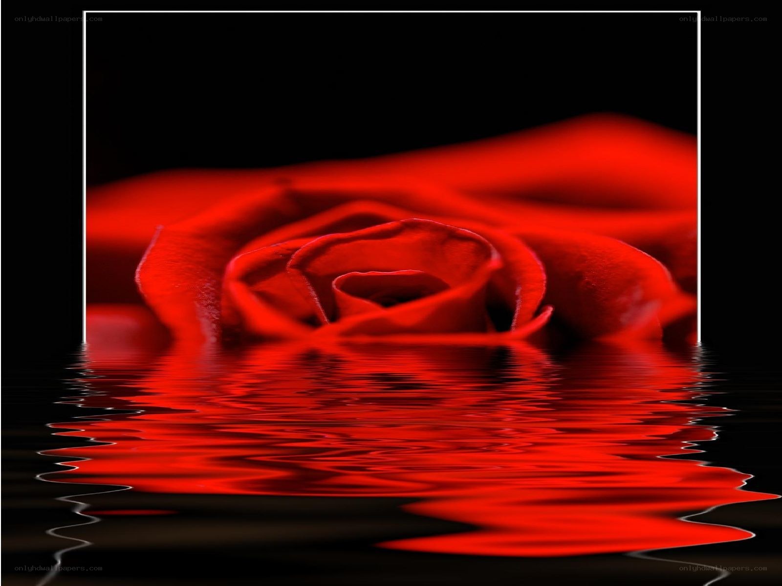 Red rose reflection in water