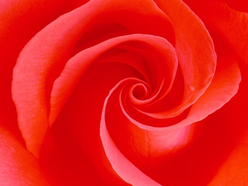 Red rose spiral close-up
