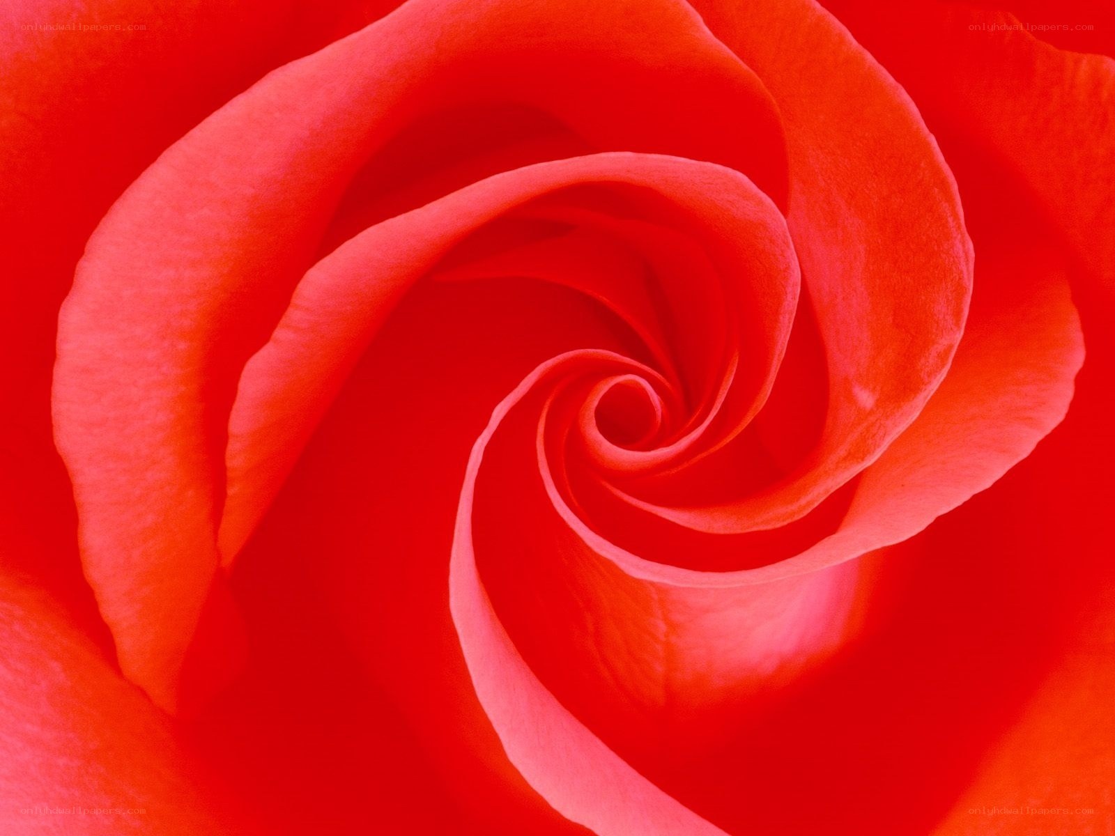 Red rose spiral close-up