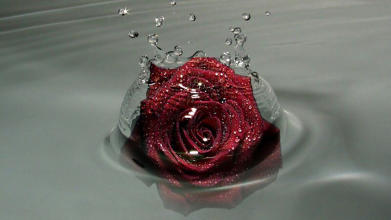Red rose splashing in water