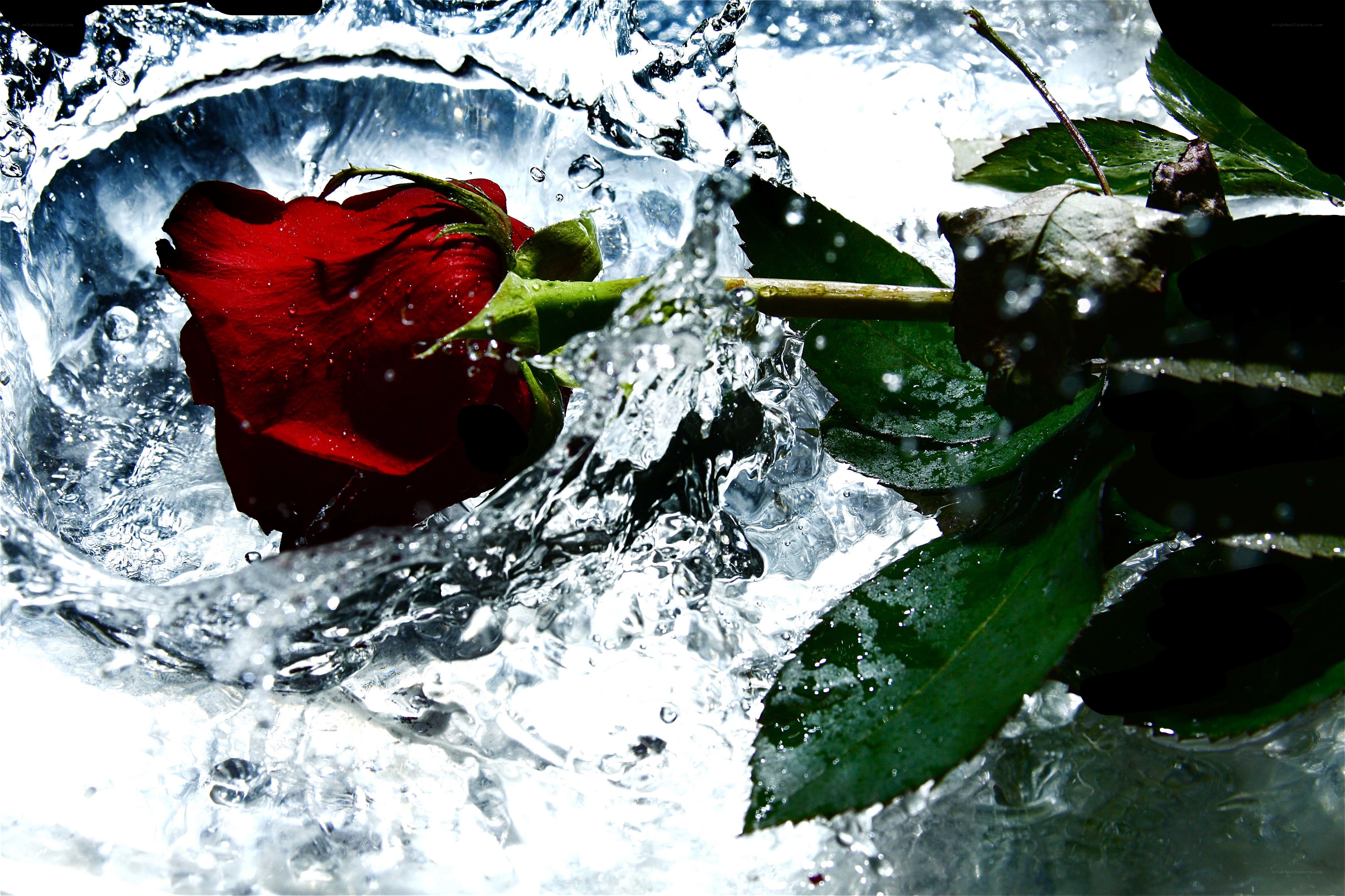 Red rose splashing in water