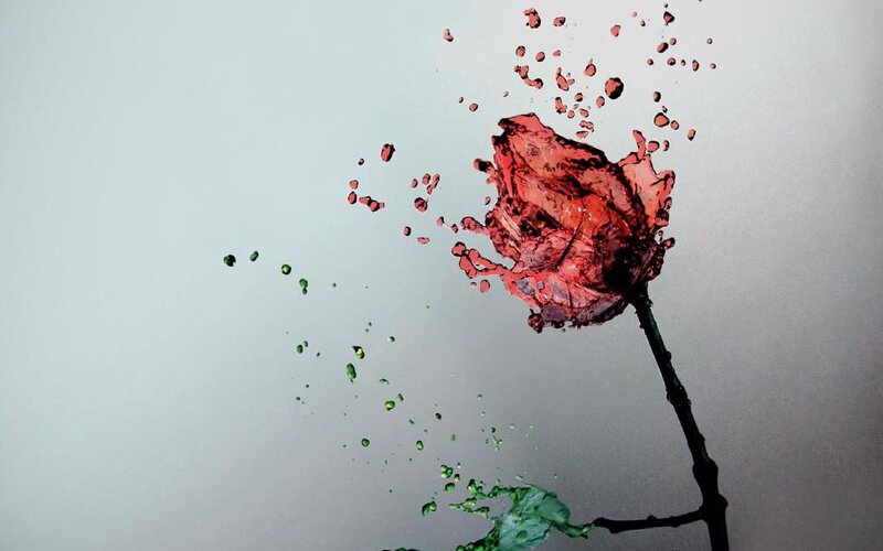 Red Rose Splashing