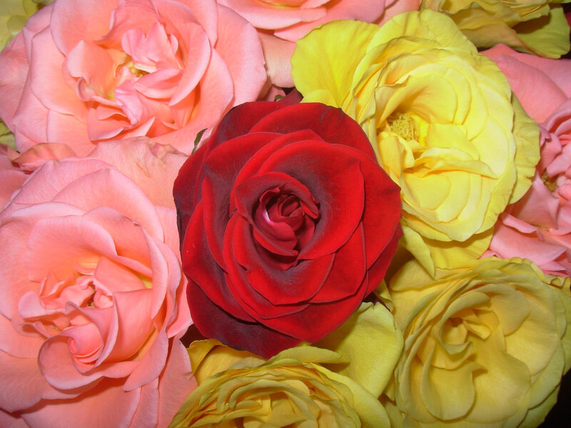 Red Rose Surrounded by Flowers