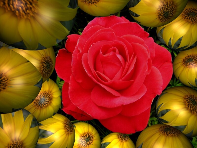 Red rose surrounded by yellow flowers