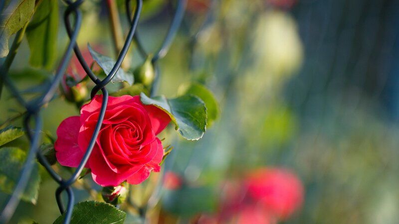 Red Rose Through Fence — Serene