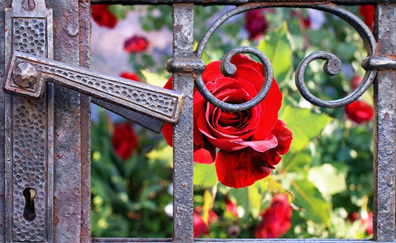 Red Rose Through Gate — Serene