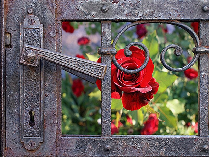 Red Rose Through Gate