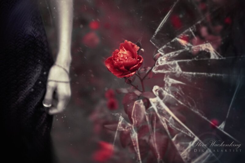 Red Rose Through Glass
