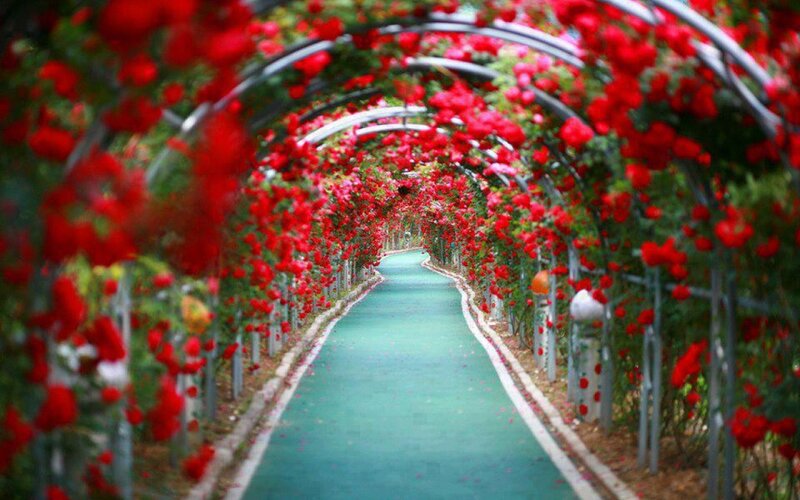 Red Rose Tunnel