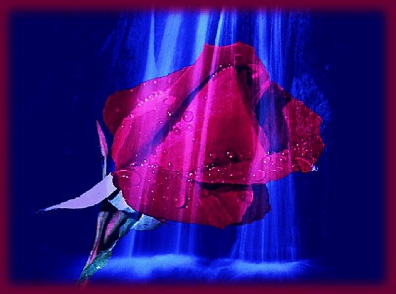 Red rose under blue light