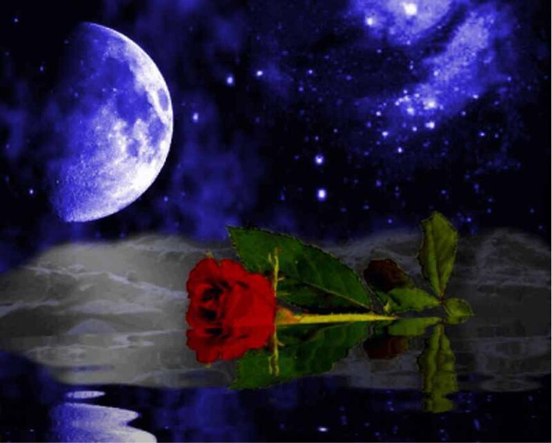 Red rose under blue moon