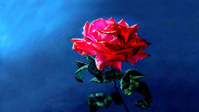 Red Rose Underwater — Blue