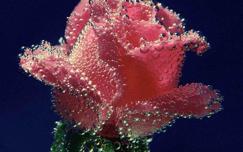 Red Rose Underwater — Dramatic, Photograph, Bubbles, Stem, Blue