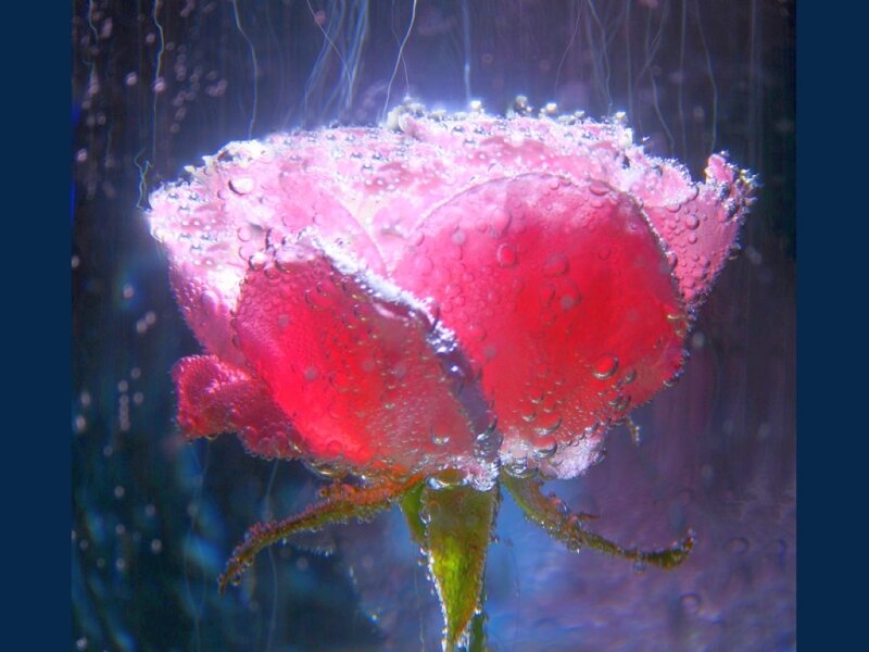 Red Rose Underwater — Dramatic, Photograph, Bubbles, Stem