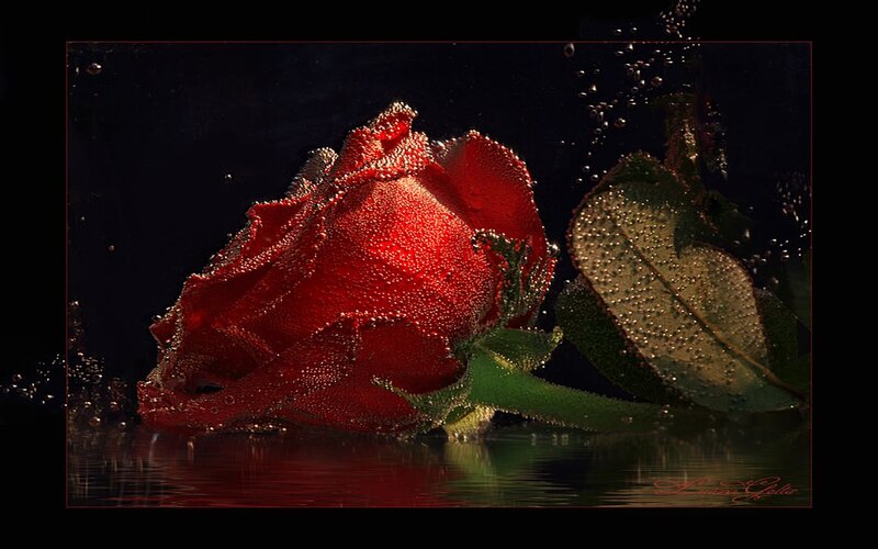 Red Rose Underwater — Dramatic, Photograph, Bubbles