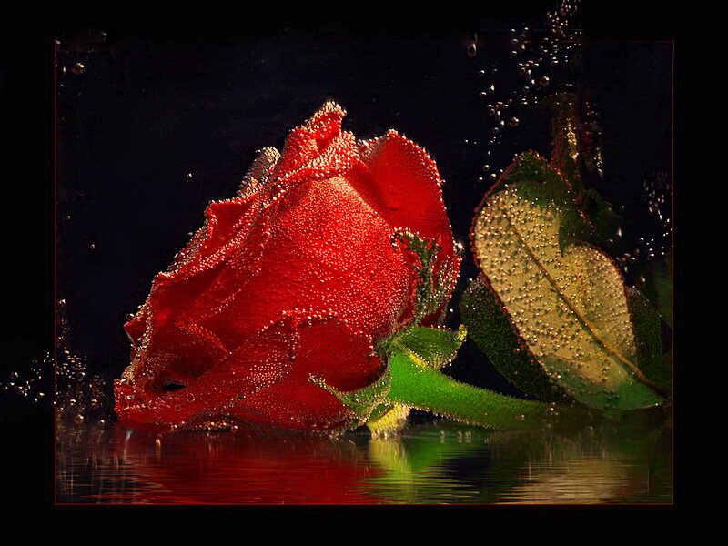 Red Rose Underwater — Dramatic, Photograph