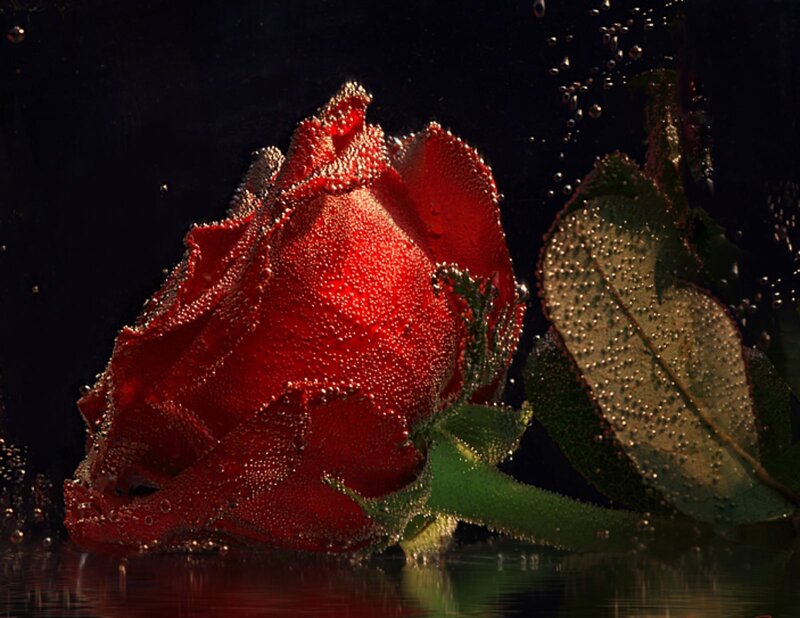 Red Rose Underwater — Dramatic