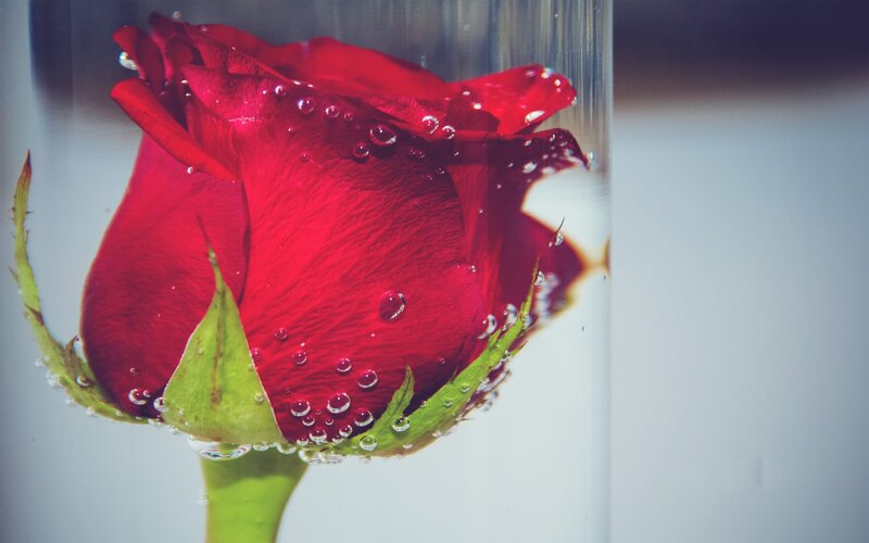 Red rose underwater in glass