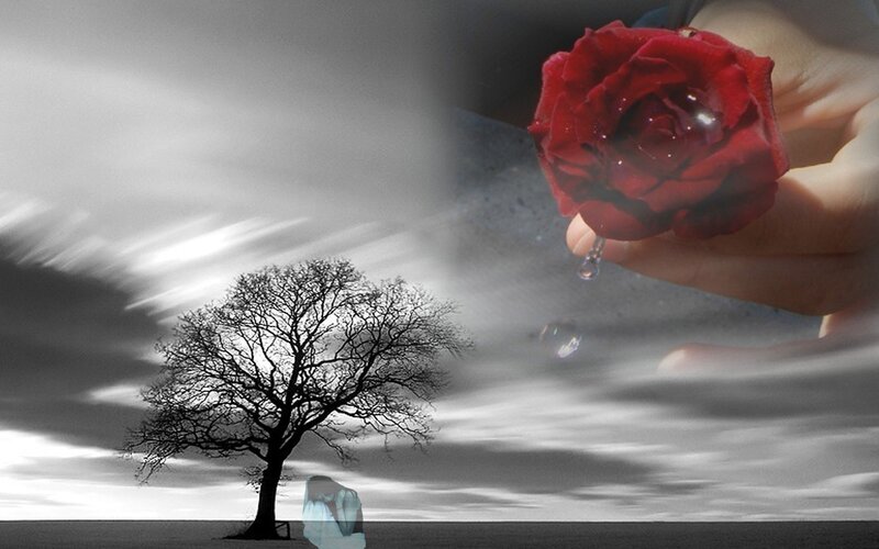 Red rose with a lone tree