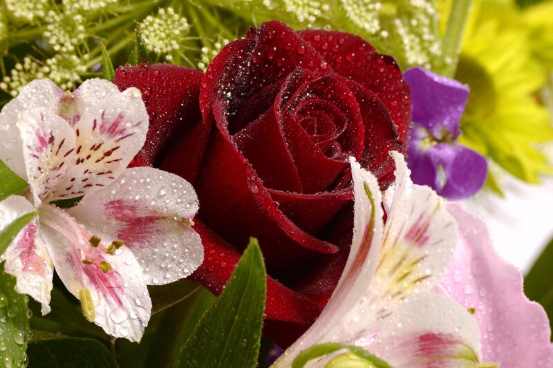 Red Rose with Alstroemeria