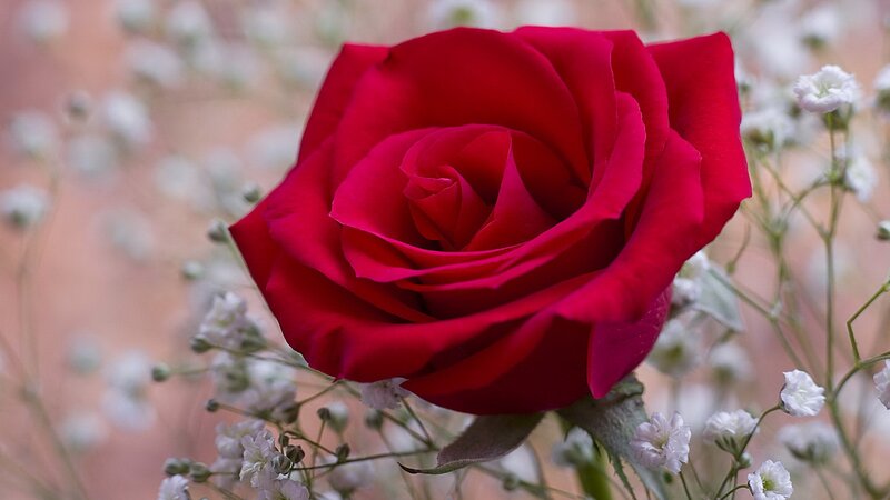 red rose with baby's breath