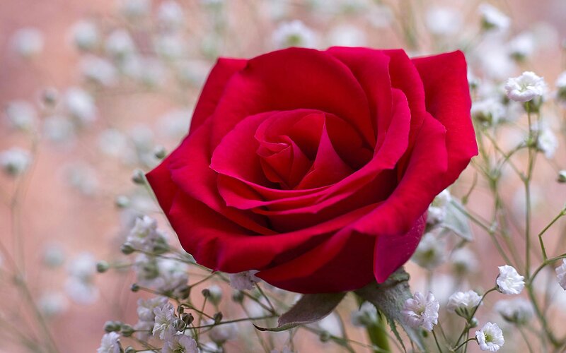 Red rose with baby's breath