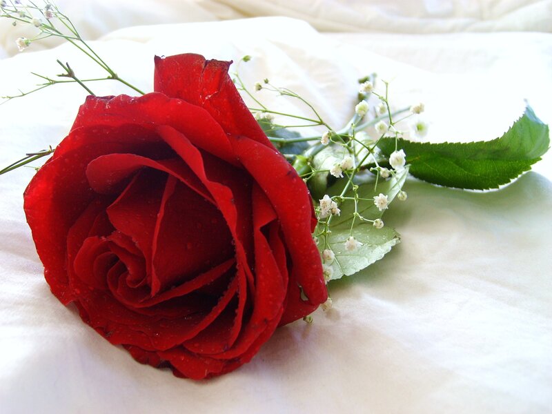 red rose with baby's breath