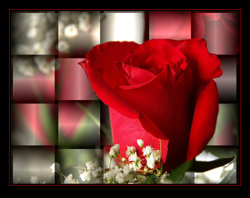 Red rose with baby's breath