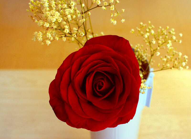 Red rose with baby's breath