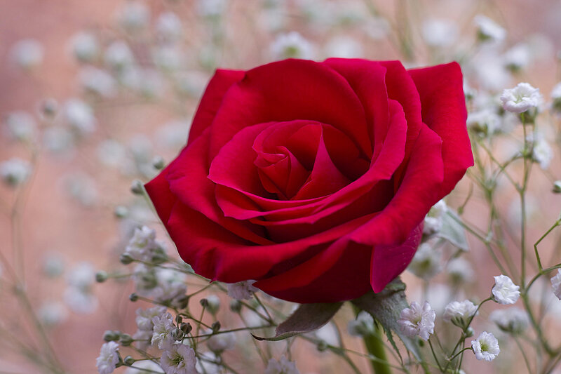 Red rose with baby's breath