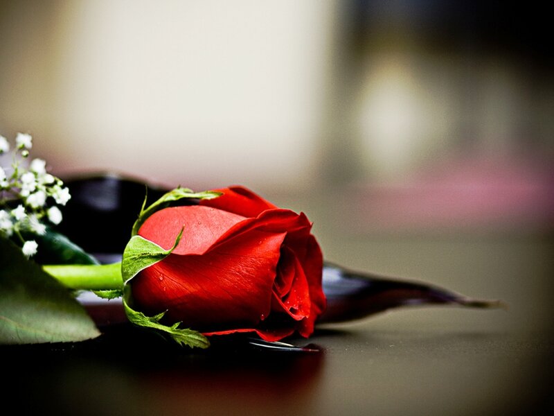 Red Rose with Baby's Breath — Calm, Photograph, Baby's Breath, Green Leaves, Dark Surface