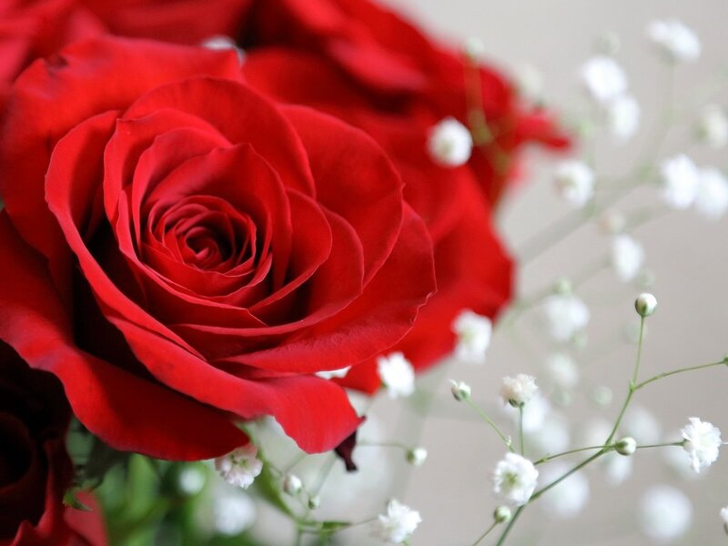 Red Rose with Baby's Breath — Calm, Photograph, Baby's Breath, Green Stems, White Flowers