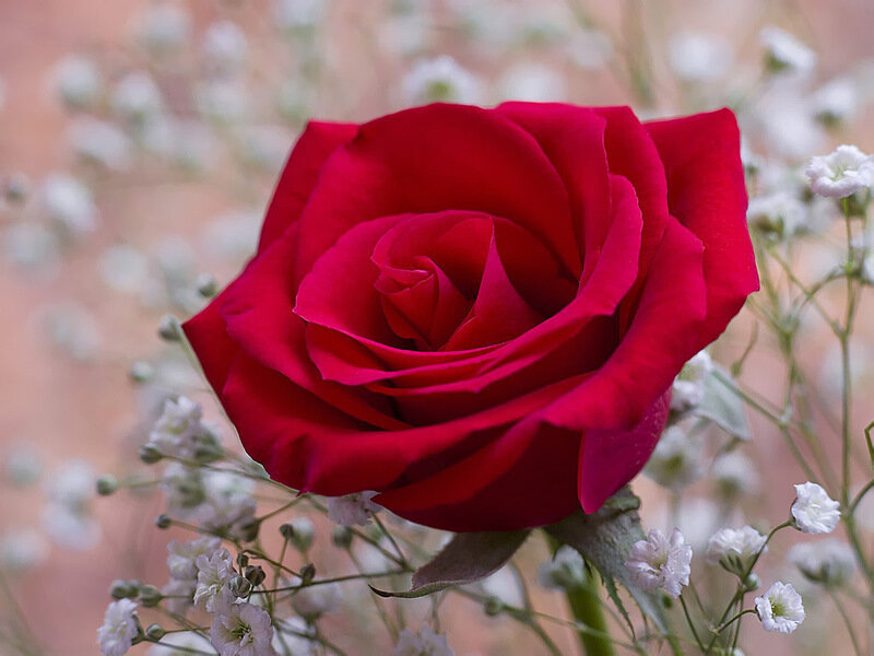 Red Rose with Baby's Breath — Calm, Photograph