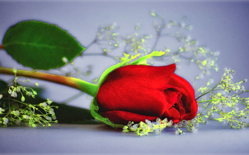 Red Rose with Baby's Breath — Calm