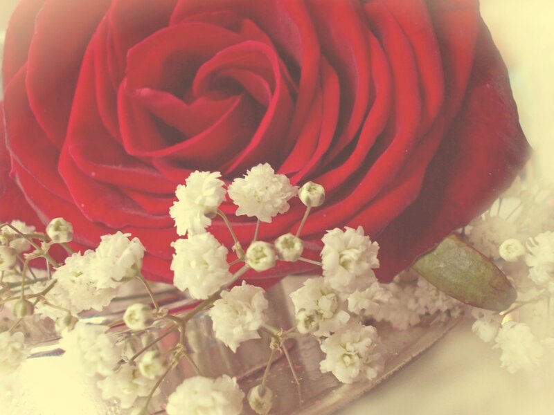 Red Rose with Baby's Breath — Romantic, Photograph, Baby's Breath