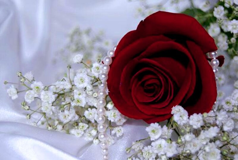 Red Rose with Baby's Breath — Romantic, Photograph, Pearls