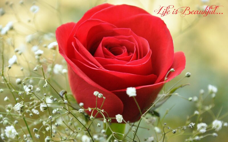 Red Rose with Baby's Breath — Serene, Afternoon, Photograph