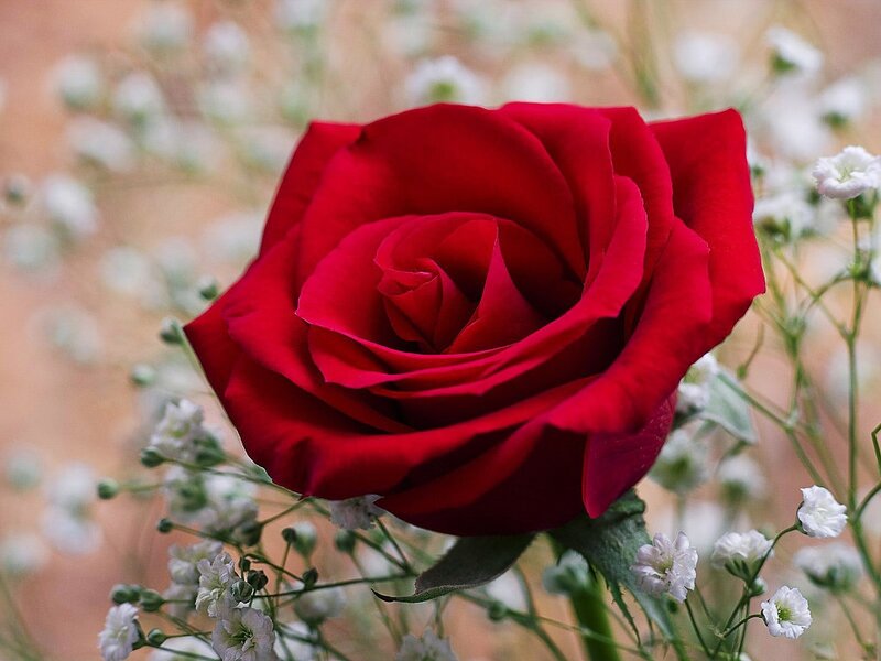 Red Rose with Baby's Breath — Serene, Photograph, Baby's Breath, Green Leaves