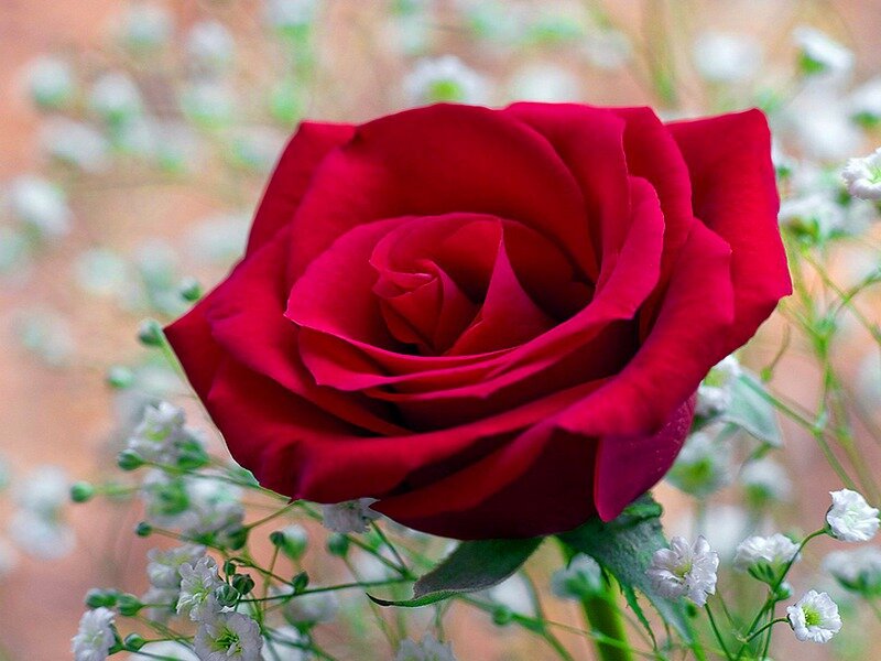 Red Rose with Baby's Breath — Serene, Photograph
