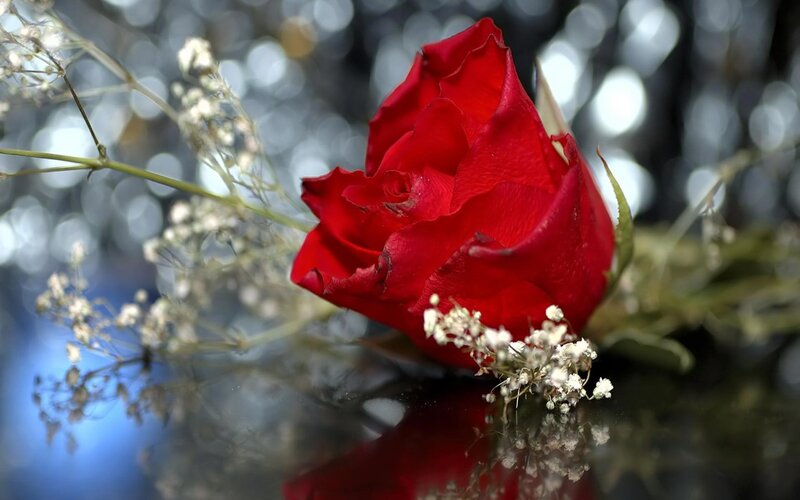 Red Rose with Baby's Breath — Serene