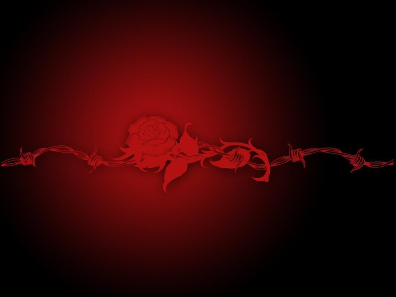 Red rose with barbed wire