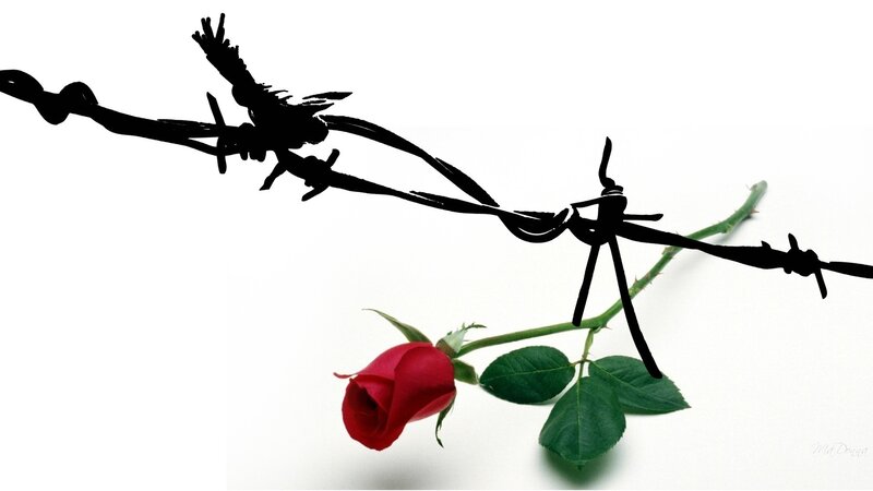 Red Rose with Barbed Wire — Dramatic, Photograph