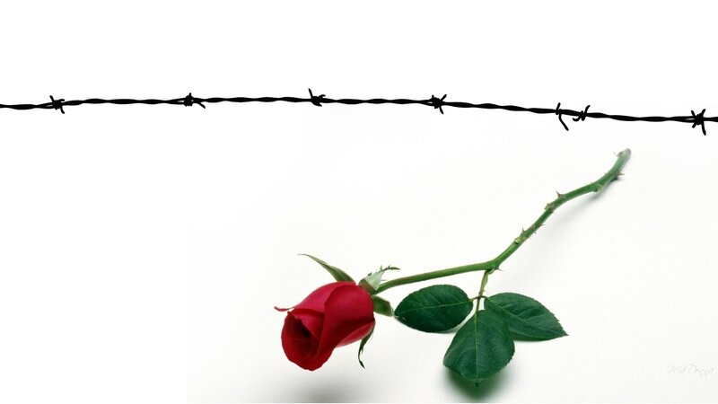 Red Rose with Barbed Wire — Dramatic