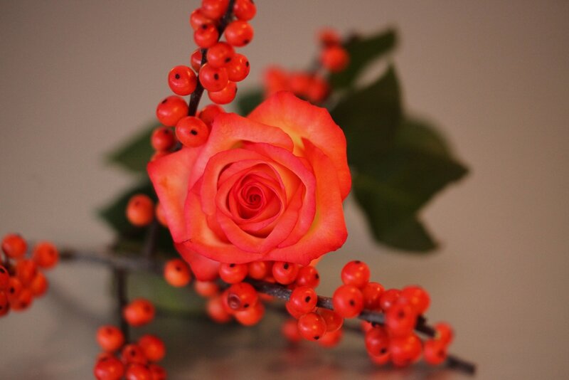 Red Rose with Berries — Calm