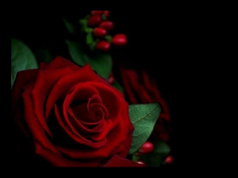 Red Rose with Berries — Dramatic