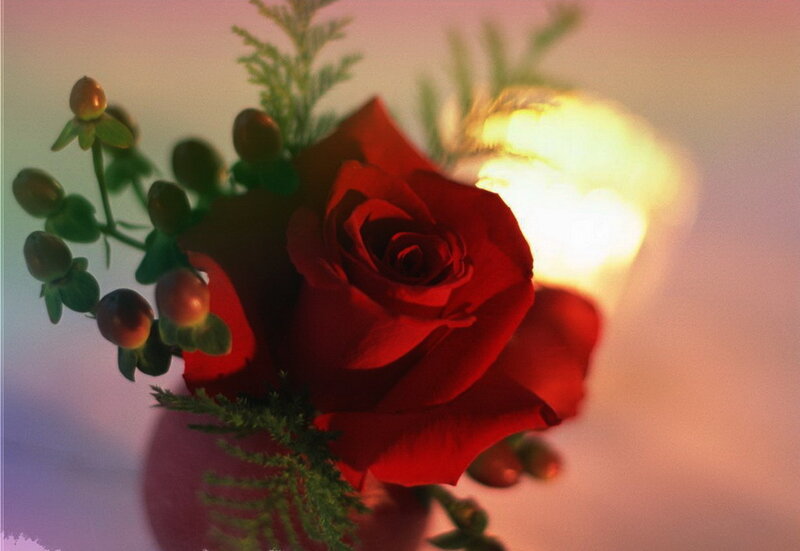 Red Rose with Berries