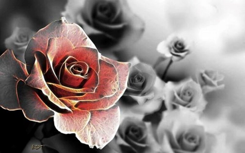 Red Rose with Black and White Background