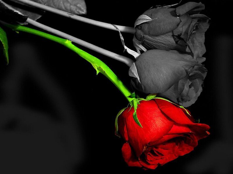 Red rose with black and white roses
