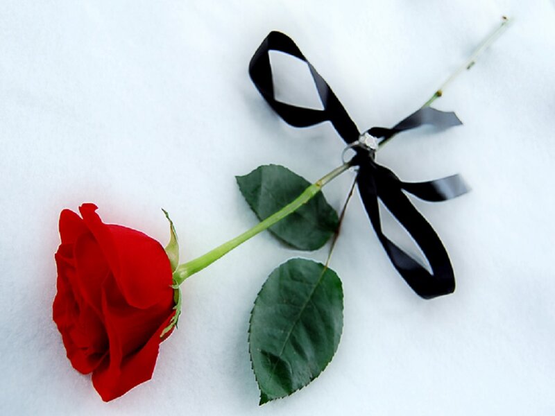 Red Rose with Black Ribbon